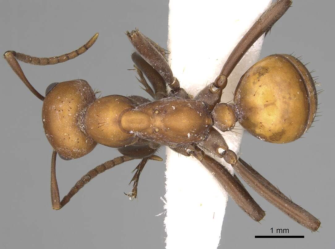 Image of <i>Polyergus sanwaldi</i>