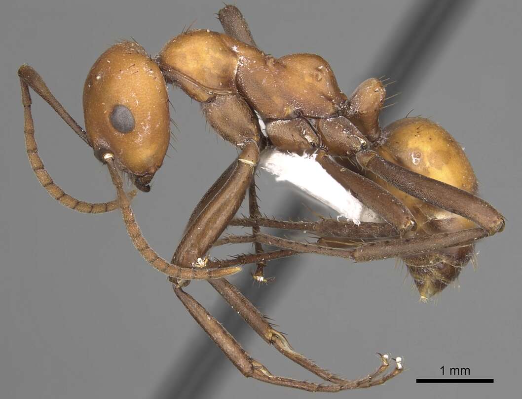 Image of <i>Polyergus sanwaldi</i>