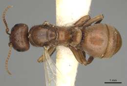 Image of Amazon Ants