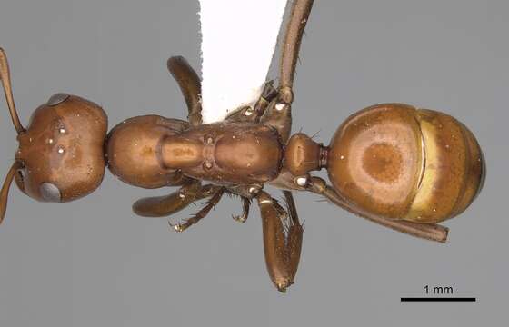 Image of Amazon Ants