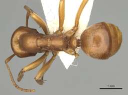 Image de <i>Polyergus vinosus</i>