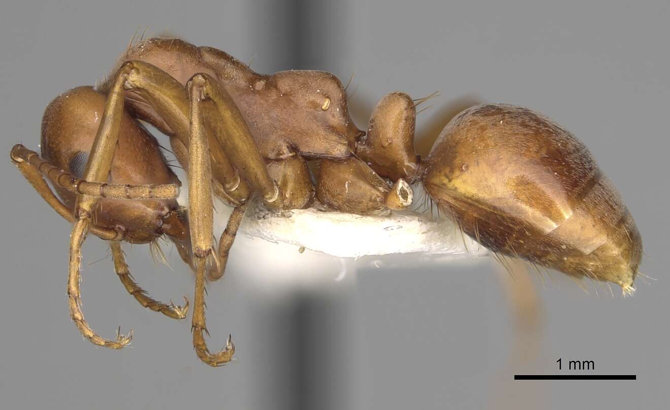 Image de <i>Polyergus vinosus</i>