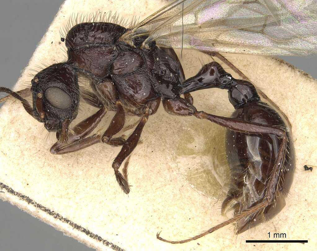 Image of Pogonomyrmex brevibarbis Emery 1906