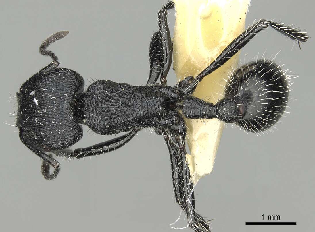 Image of Pogonomyrmex atratus Santschi 1922