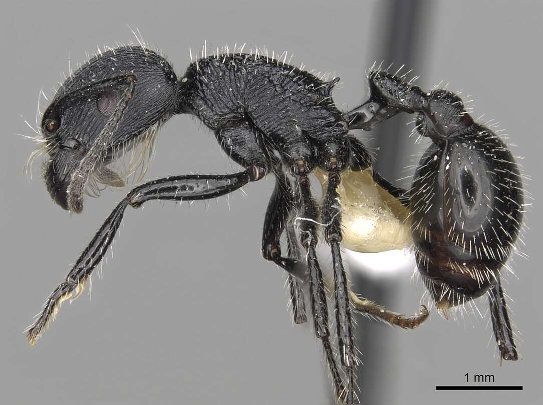 Image of Pogonomyrmex atratus Santschi 1922