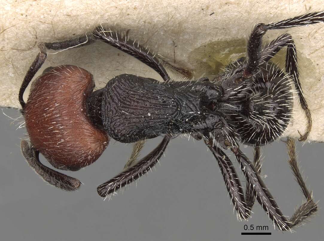 Image of Pogonomyrmex vermiculatus Emery 1906