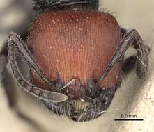 Image of Pogonomyrmex vermiculatus Emery 1906