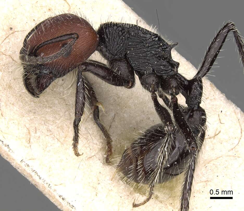 Image of Pogonomyrmex vermiculatus Emery 1906