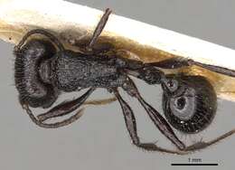 Image de Pogonomyrmex brevibarbis Emery 1906