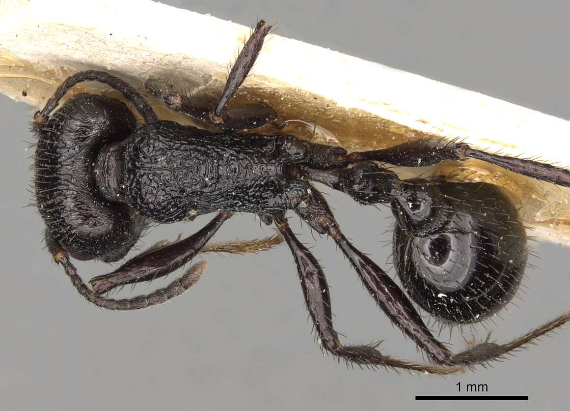 Image of Pogonomyrmex brevibarbis Emery 1906