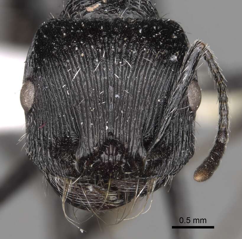 Plancia ëd <i>Pogonomyrmex tinogasta</i>