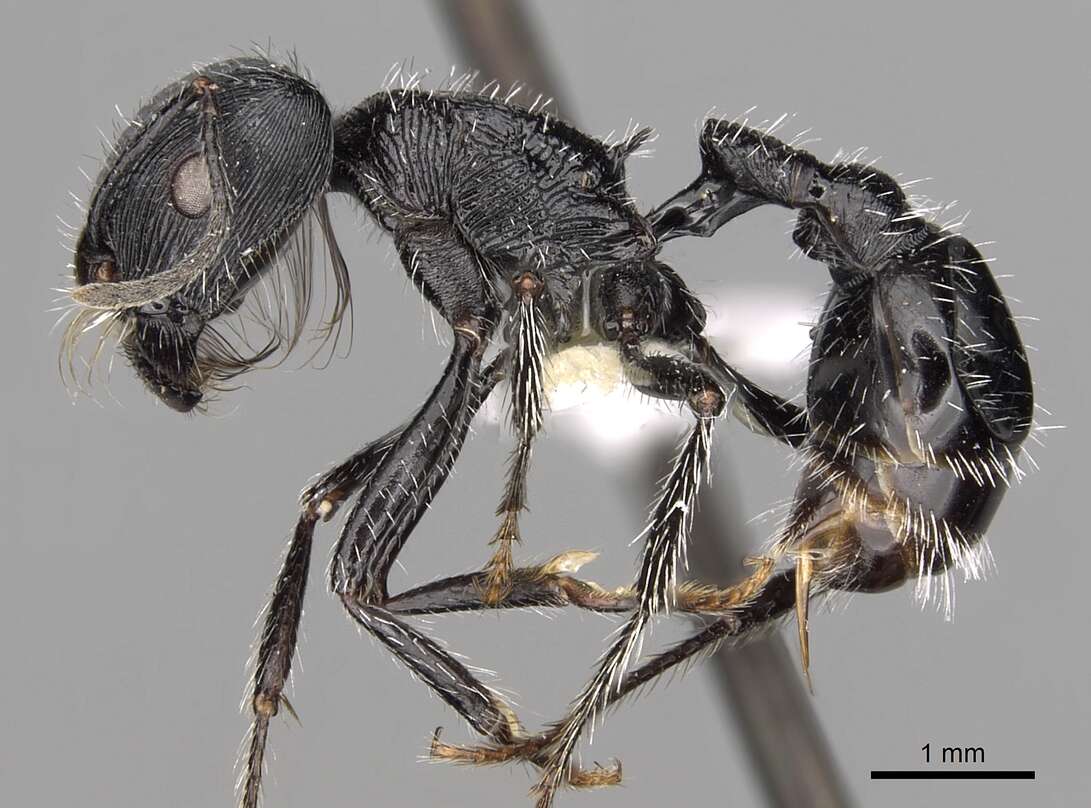 Plancia ëd <i>Pogonomyrmex tinogasta</i>