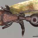 Image of Pogonomyrmex theresiae Forel 1899