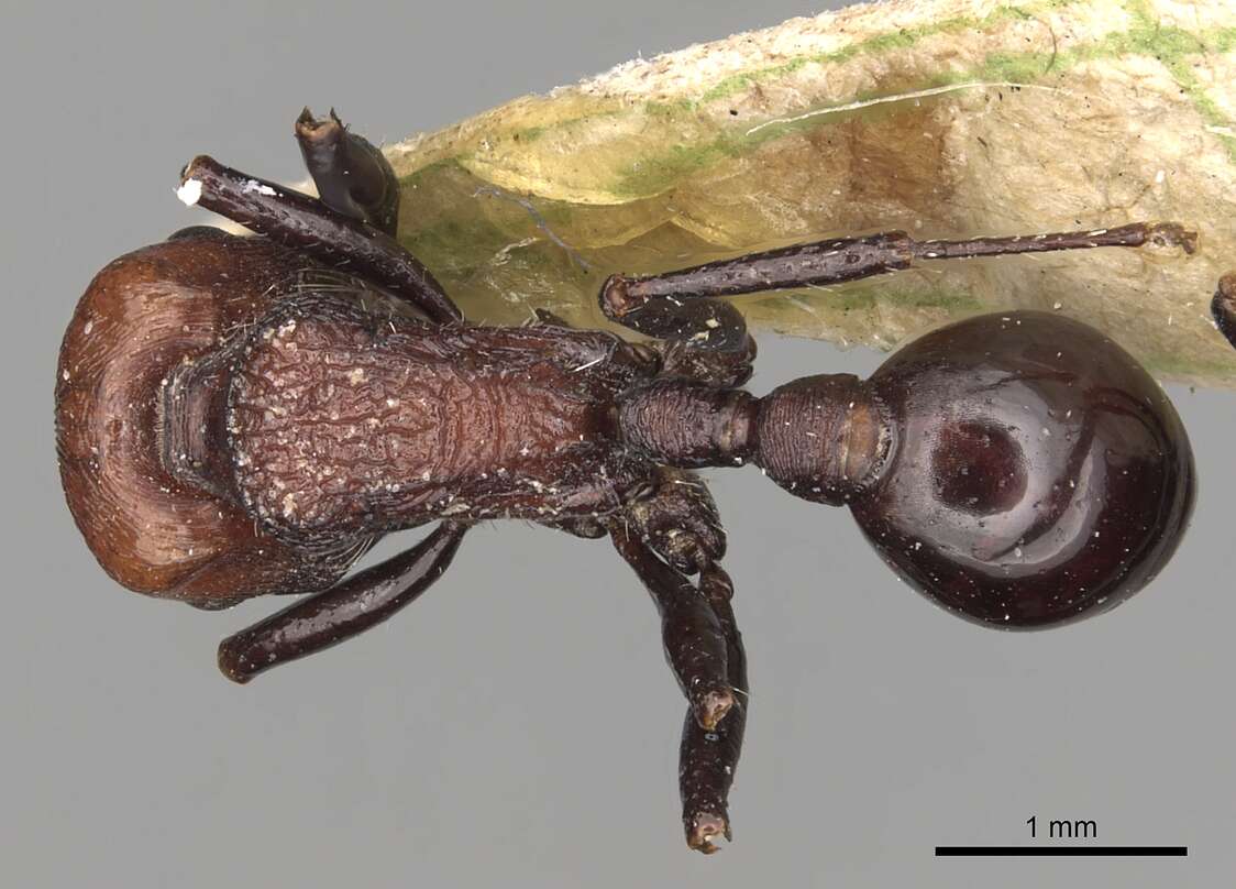 Image of Pogonomyrmex theresiae Forel 1899