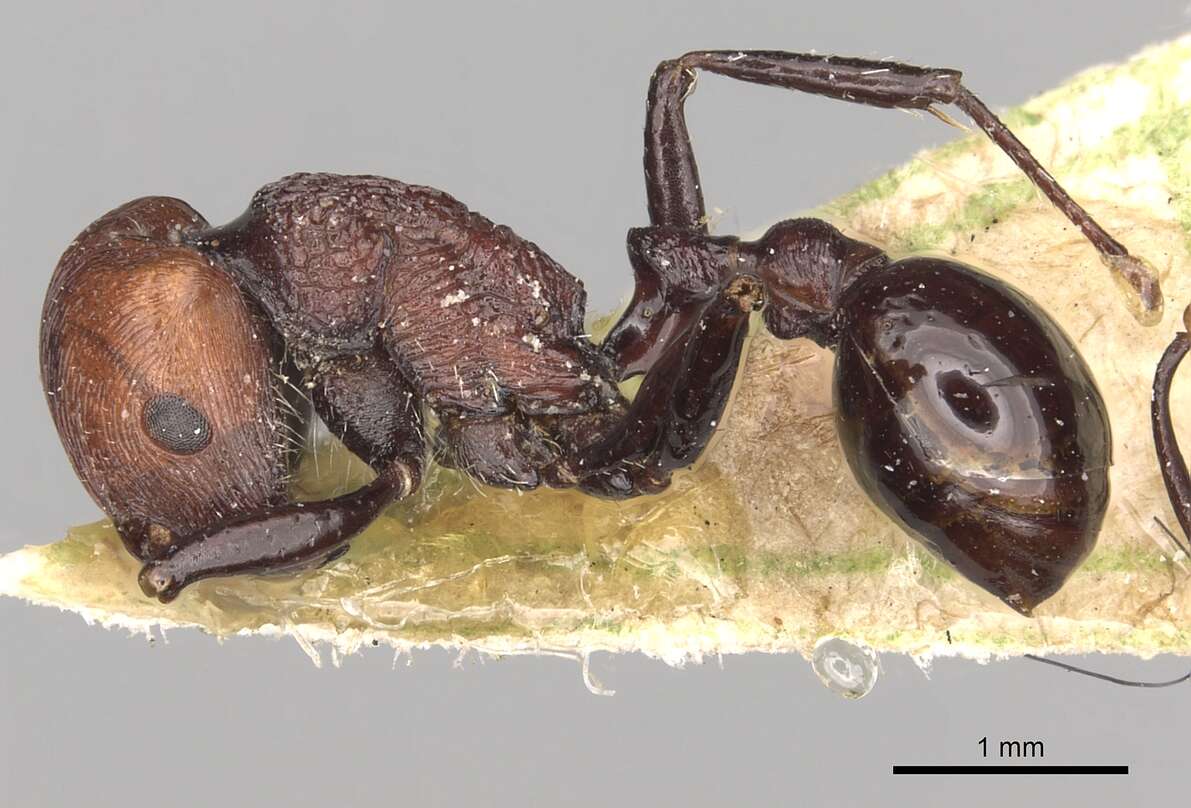 Image of Pogonomyrmex theresiae Forel 1899