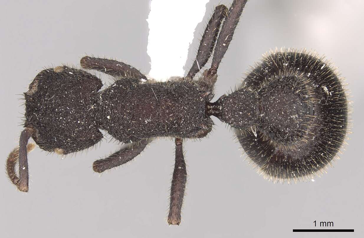 Image of Pogonomyrmex mayri Forel 1899