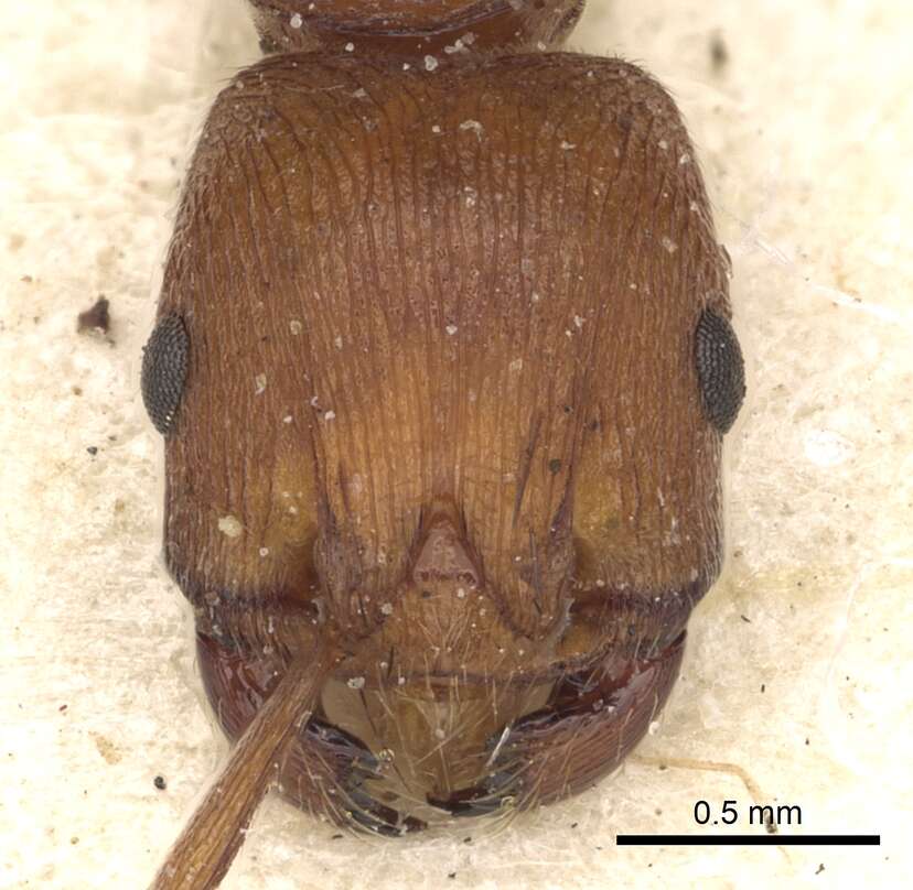 Pogonomyrmex tenuipubens Santschi 1936 resmi