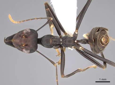 Image of weaver ant