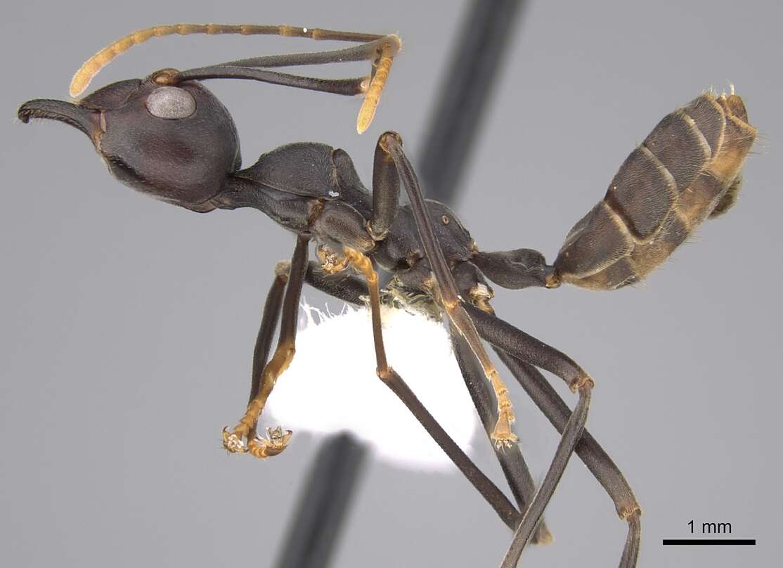 Image of weaver ant