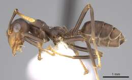 Image of weaver ant