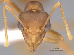 Image of weaver ant