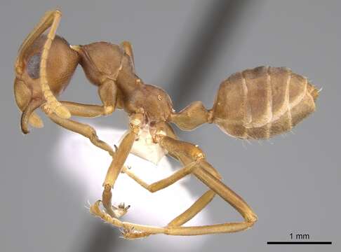 Image of weaver ant