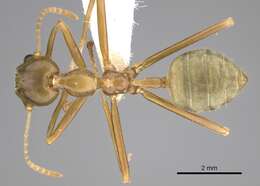 Image of weaver ant