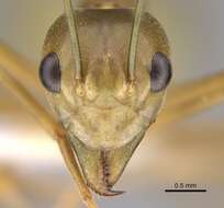 Image of weaver ant