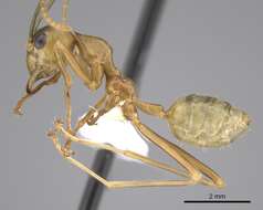 Image of weaver ant