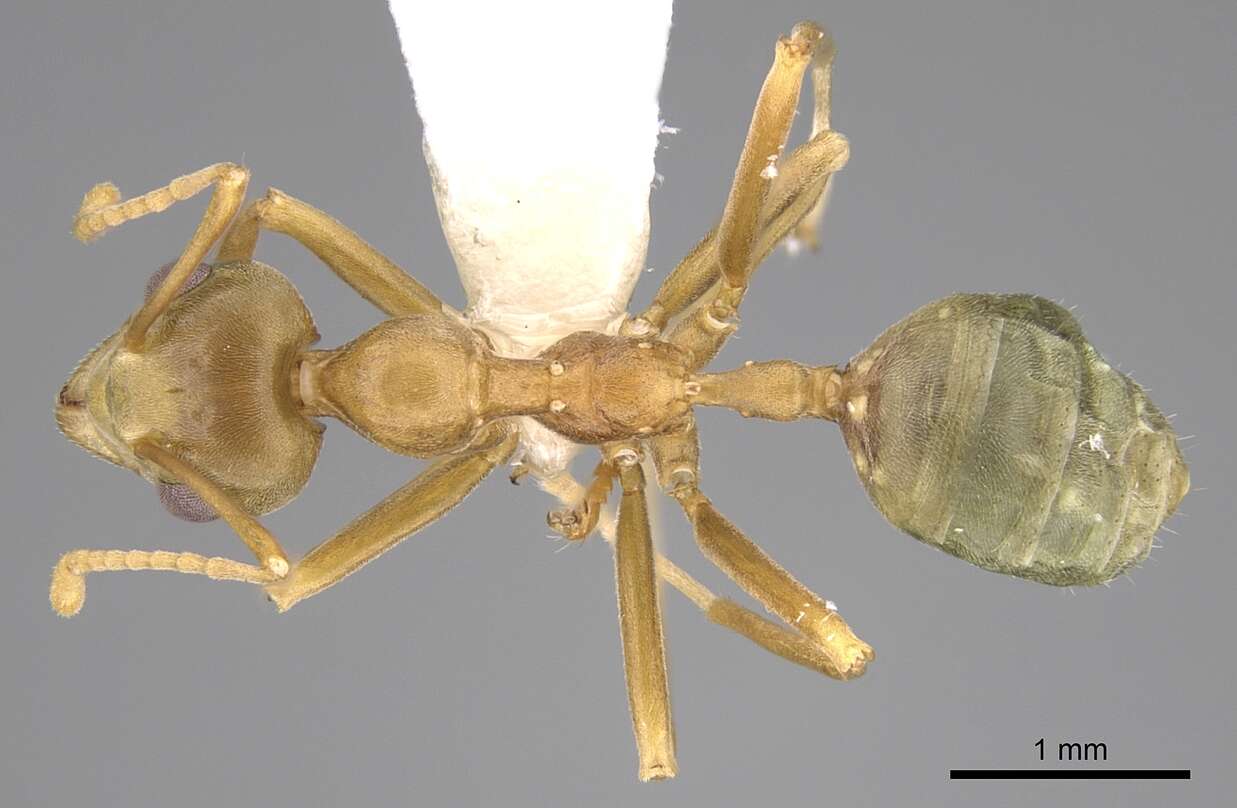 Image of weaver ant