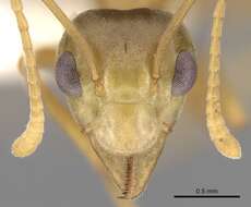 Image of weaver ant