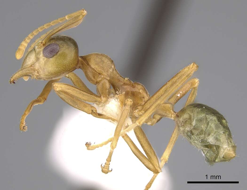 Image of weaver ant