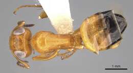 Image of Opisthopsis