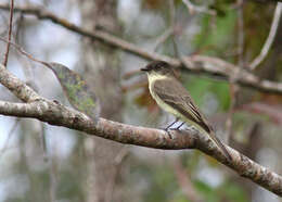 Image of Eastern Phoebe