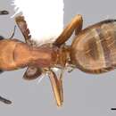 Image of Opisthopsis rufithorax Emery 1895