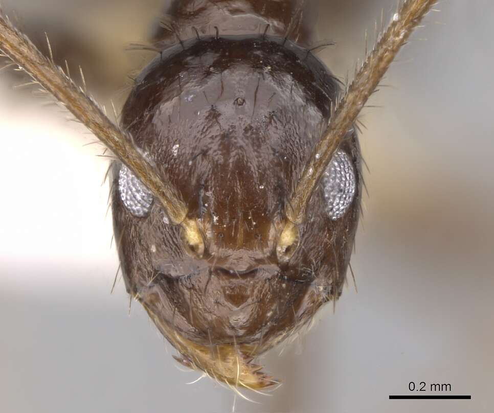 Image of <i>Nylanderia impolita</i>