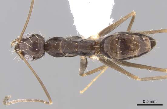 Image of Crazy Ant