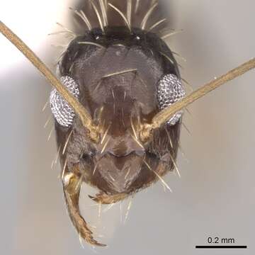 Image of Crazy Ant