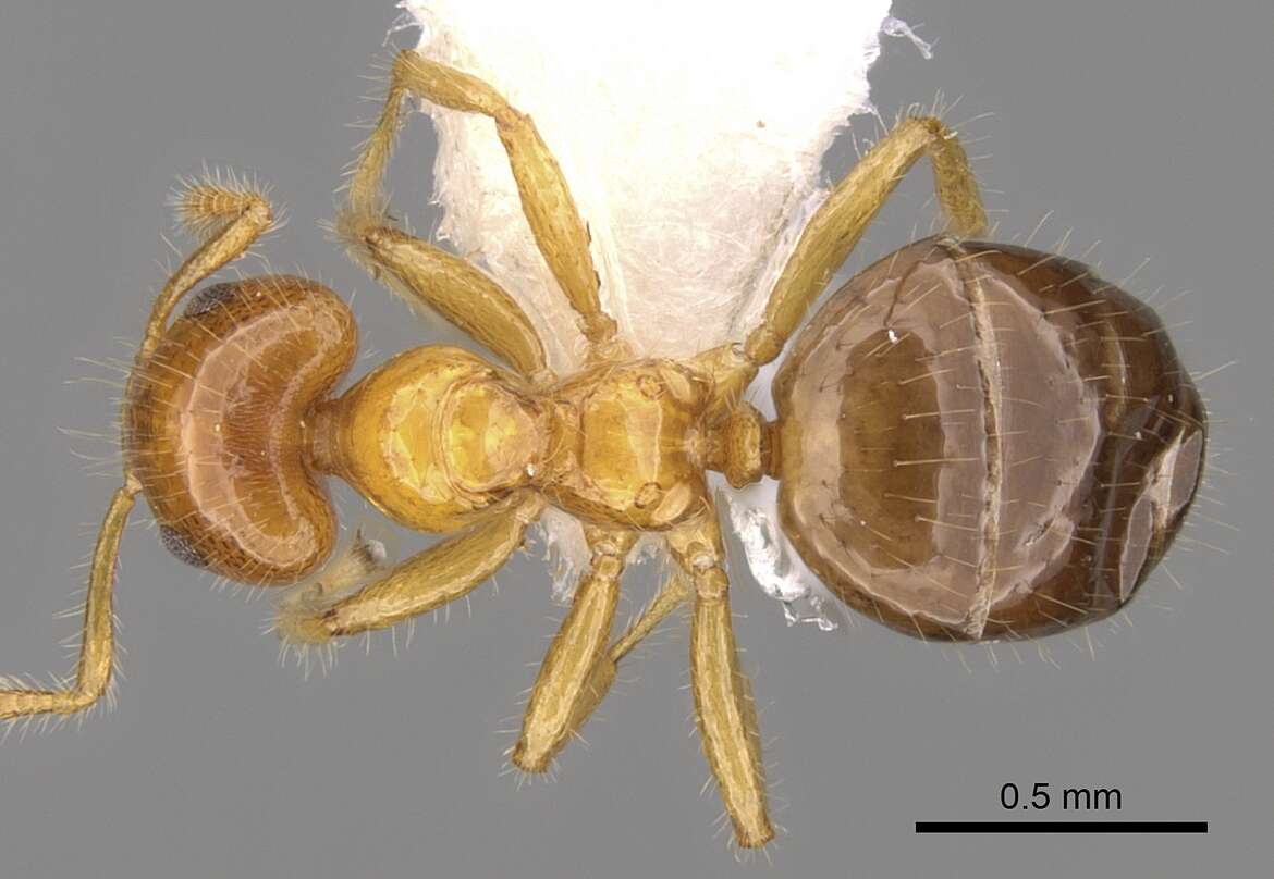 Image of Petalomyrmex