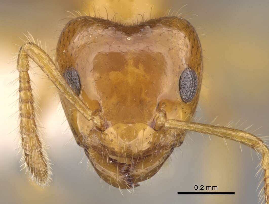 Image of Petalomyrmex