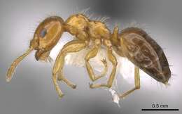 Image of Petalomyrmex