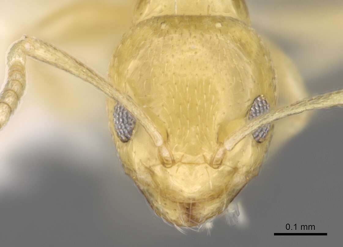 Image of Plagiolepis
