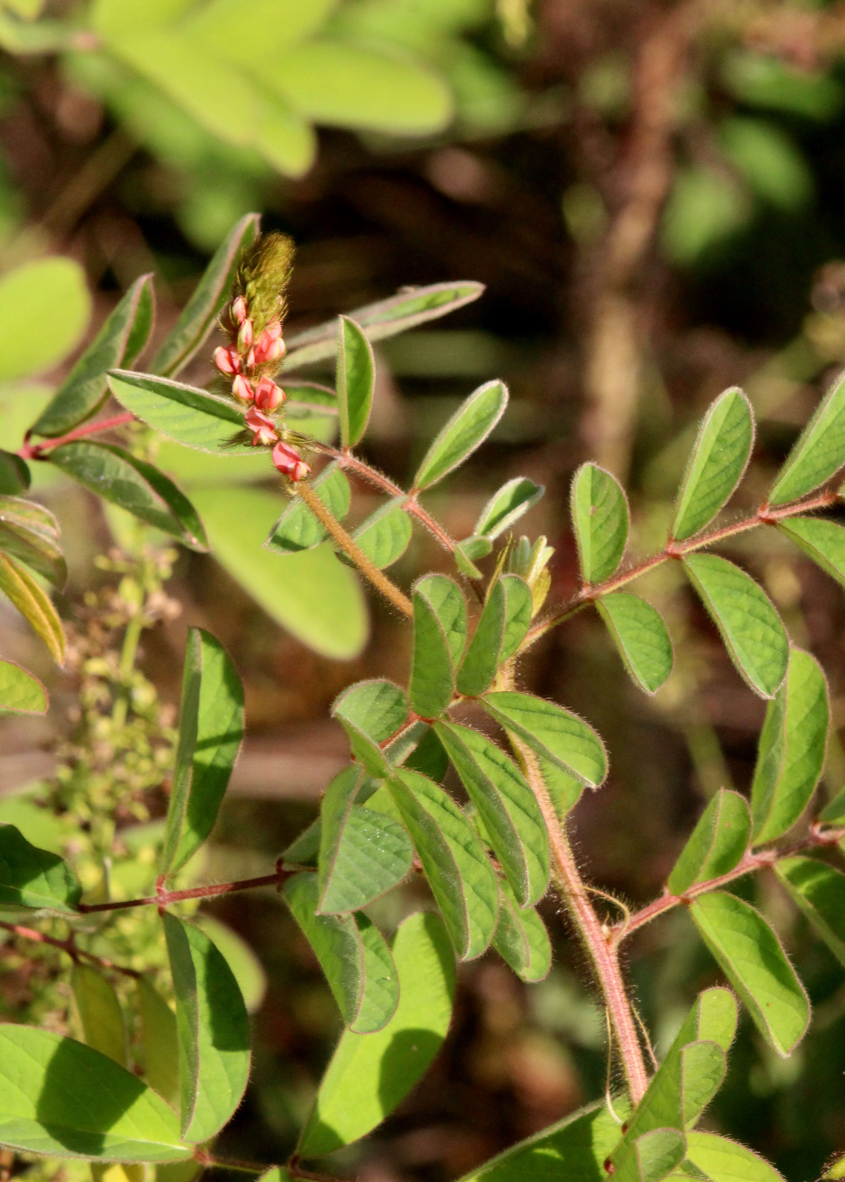 Sivun Indigofera hirsuta L. kuva