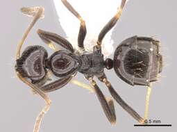 Image of Plagiolepis deweti Forel 1904