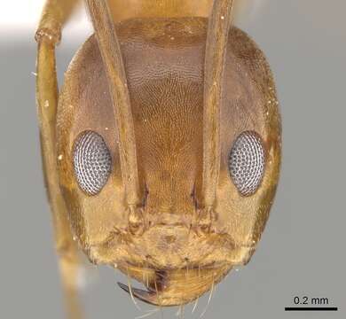 Image of Dorymyrmex bureni