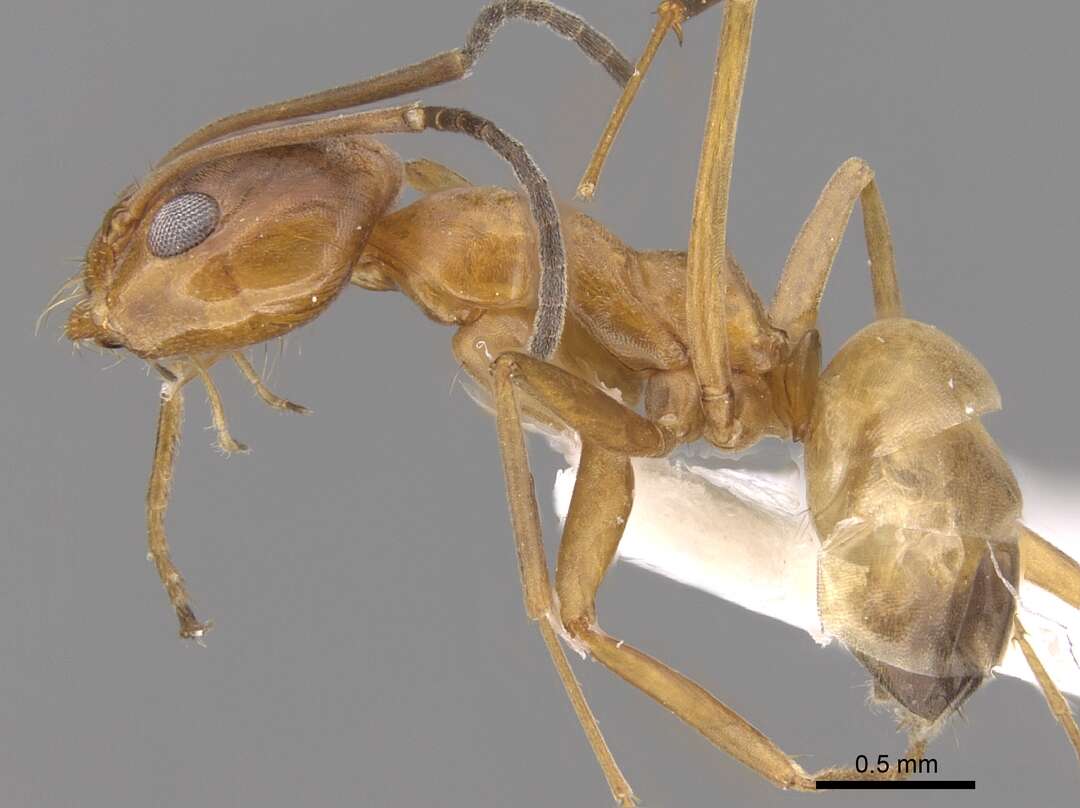 Image of Dorymyrmex bureni