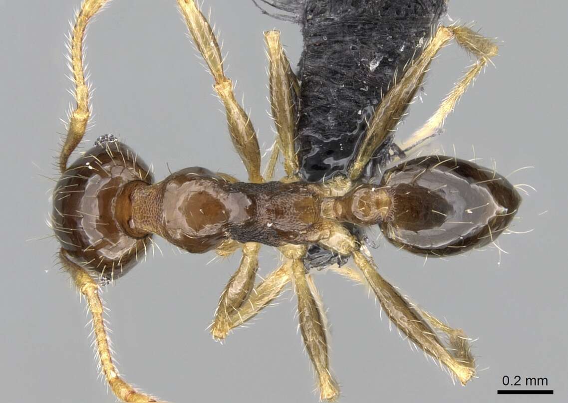 Plancia ëd Pheidole megatron