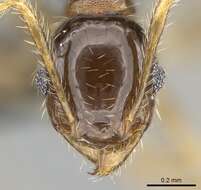 Image of Pheidole megatron