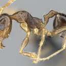 Image of Pheidole megatron