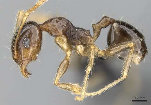 Image of Pheidole megatron